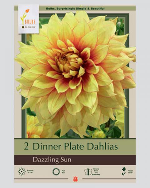 Dahlia Pkg Of 2 Dinnerplate Dazzling Sun