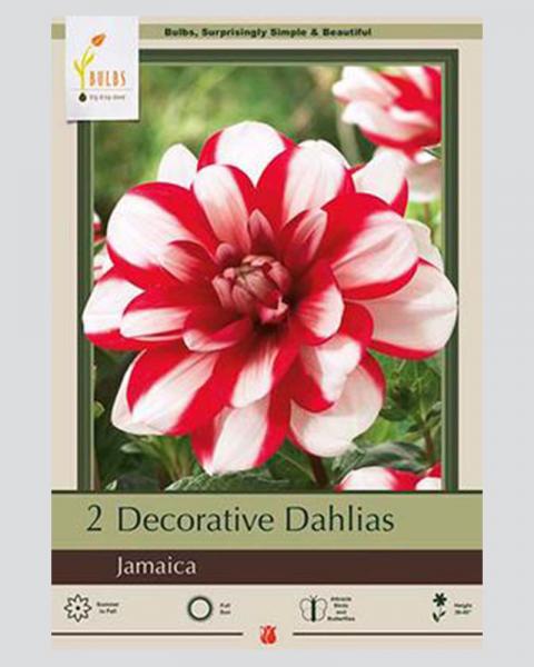 Dahlia Pkg Of 2 Jamaica