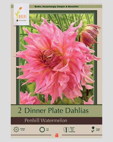 Dahlia Pkg Of 2 Dinnerplate Penhill Watermelon