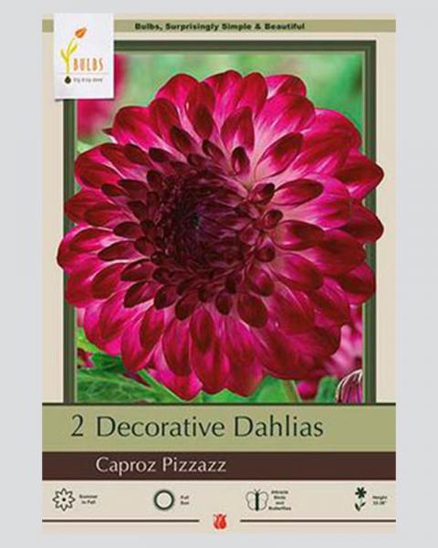 Dahlia Pkg Of 2 Caproz Pizzazz