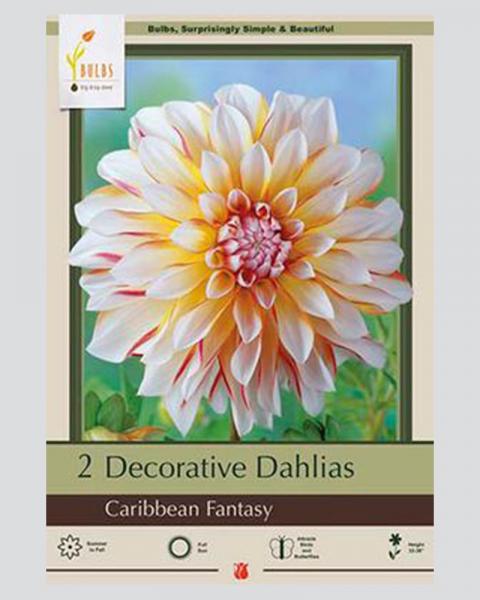 Dahlia Pkg Of 2 Caribbean Fantasy
