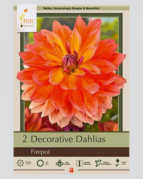 Dahlia Pkg Of 2 Firepot