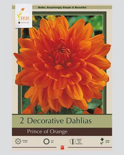 Dahlia Pkg Of 2 Prince Of Orange