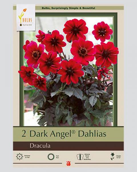 Dahlia Pkg Of 2 Dracula Dark Angel