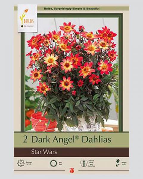 Dahlia Pkg Of 2 Star Wars Dark Angel