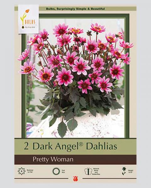 Dahlia Pkg Of 2 Pretty Woman Dark Angel