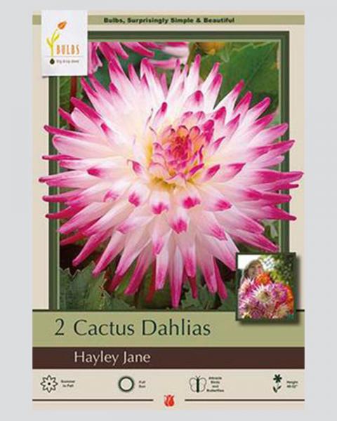 Dahlia Pkg Of 2 Cactus Hayley Jane