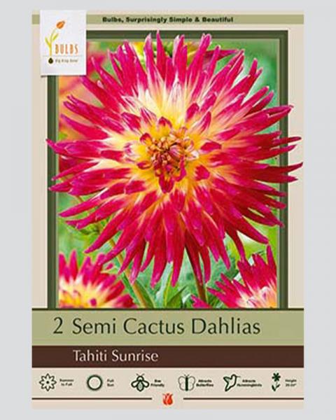 Dahlia Pkg Of 2 Tahiti Sunrise