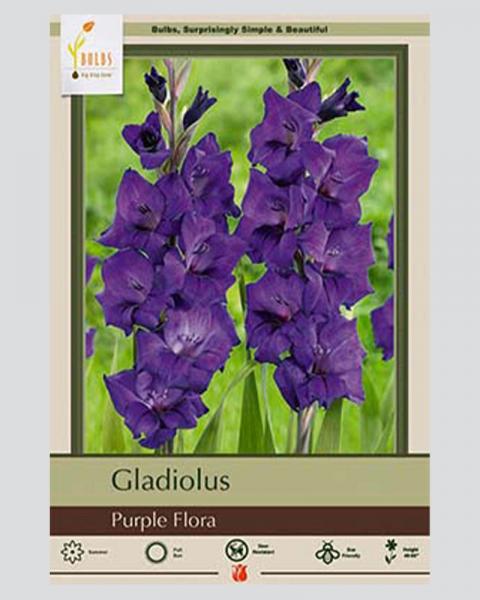 Gladiolus Pkg Of 10 Purple Flora