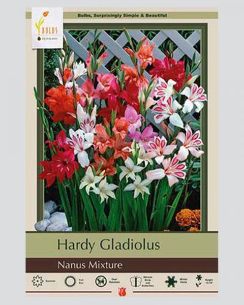 Gladiolus Pkg Of 25 Nanus Mix