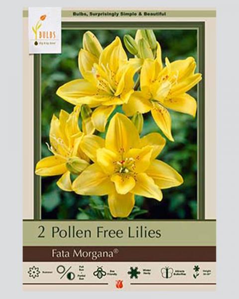 Lily Asiatic Pkg Of 2 Double Fata Morgana