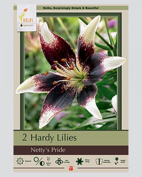 Lily Asiatic Pkg Of 2 Netty's Pride