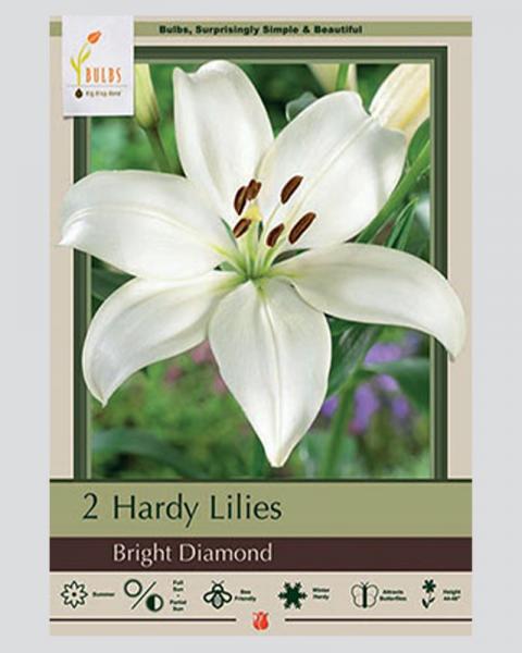 Lily Asiatic Pkg Of 2 Bright Diamond