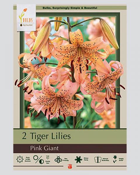 Lily Pkg Of 2 Tiger  Pink Giant
