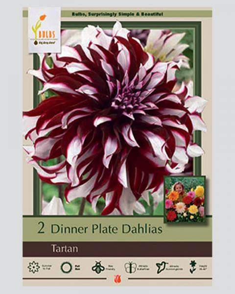 Dahlia Pkg Of 2 Dinnerplate Tartan