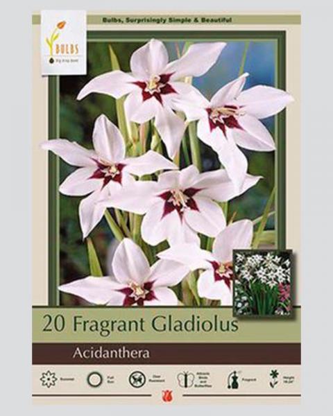 Gladiolus Pkg Of 20 Fragrant
