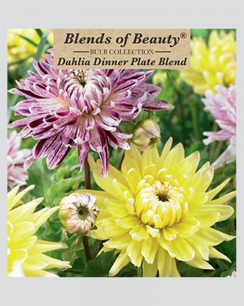 Dahlia Pkg Of 3 Dinnerplate Combo Blend