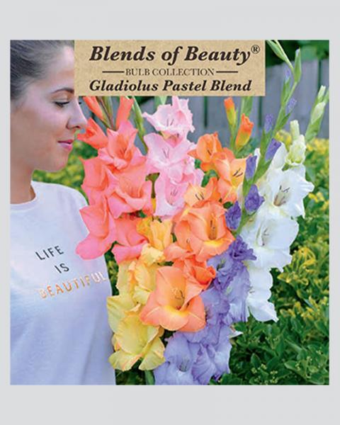 Gladiolus Pkg Of 30 Pastel Blend