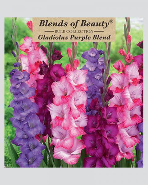 Gladiolus Pkg Of 30 Purple Blend