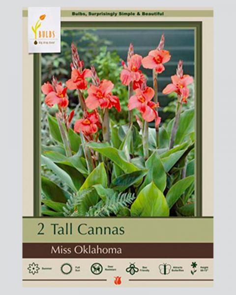 Canna Lily Pkg of 2 Miss Oklahoma