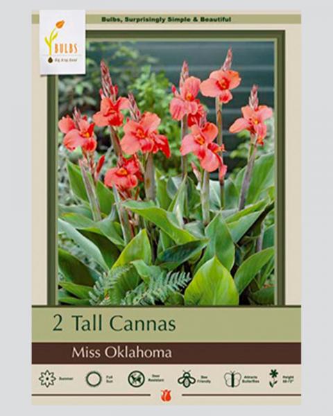 Canna Lily Miss Oklahoma