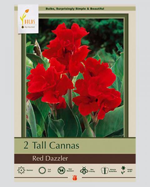 Canna Pkg of 2 Red Dazzler