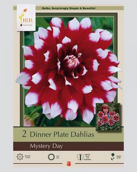 Dahlia Dinnerplate Pkg Of 2 Mystery Day