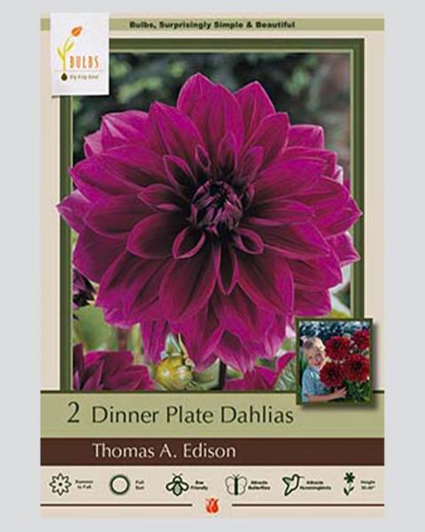 Dahlia Dinnerplate Pkg Of 2 Thomas A Edison
