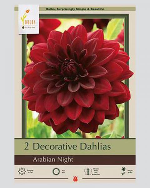 Dahlia Pkg Of 2 Arabian Night