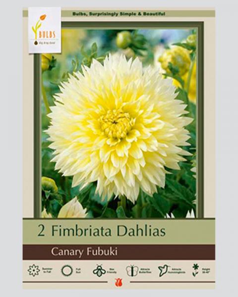 Dahlia Pkg Of 2 Canary Fubuki
