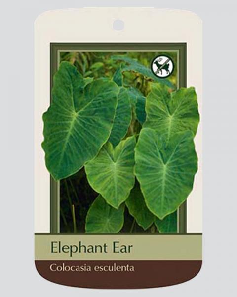 Elephant Ear 18+" 1 Bulb