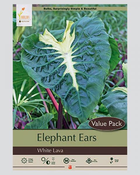 Elephant Ear 9/11" 1 Bulb White Lava