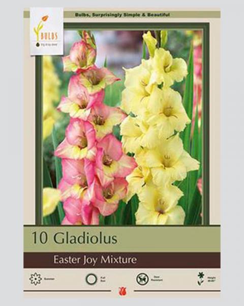 Gladiolus Pkg Of 10 Easter Joy