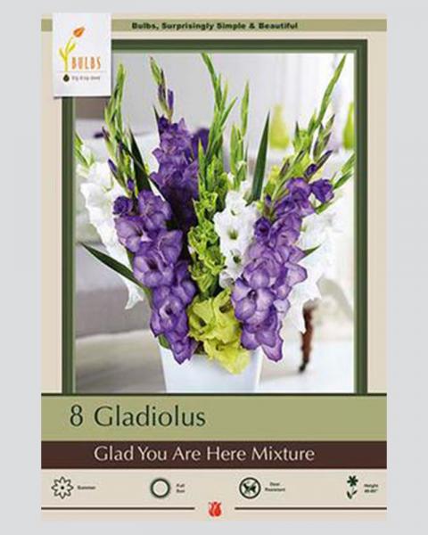 Gladiolus Pkg Of 10 Glad You Are Here