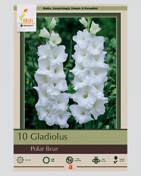 Gladiolus Pkg Of 10 Polar Bear