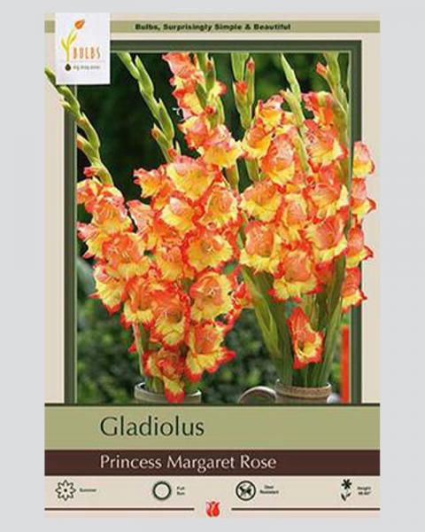 Gladiolus Pkg Of 10 Princess Margaret Rose