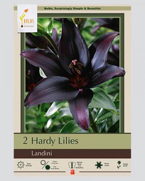 Lily Asiatic Pkg Of 2 Landini