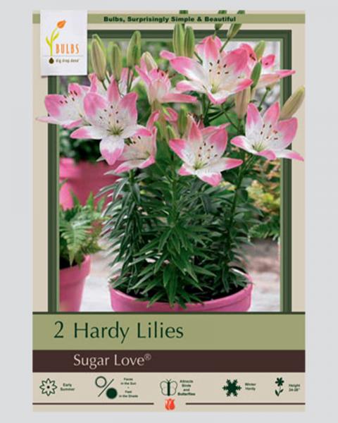 Lily Asiatic Pkg Of 2 Sugar Love