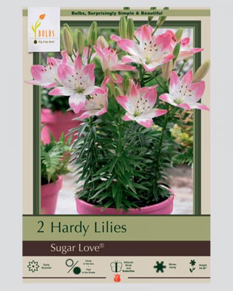 Lily Pkg Of 2 Asiatic  Sugar Love