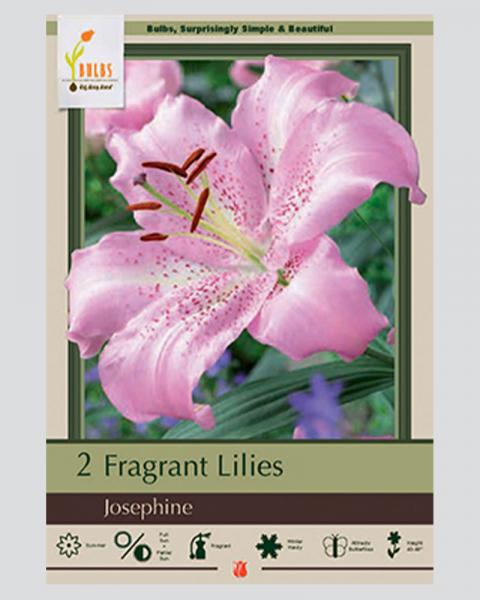 Lily pkg of 2 bulbs Oriental Josephine