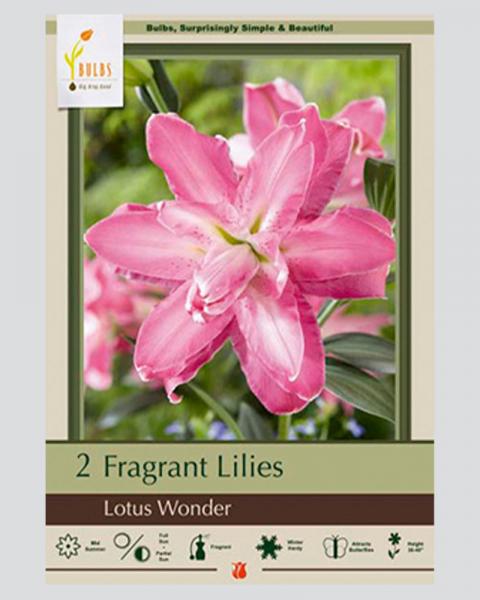Lily Oriental Pkg Of 2 Lotus Wonder