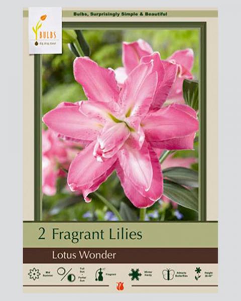 Lily pkg of 2 bulbs Oriental Lotus Wonder