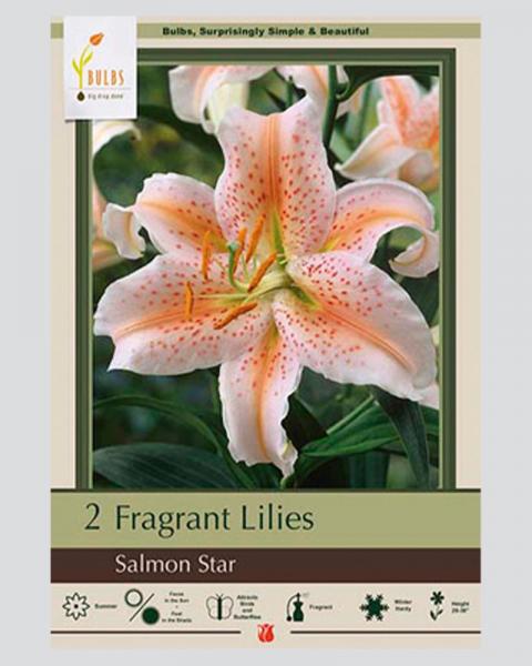 Lily Oriental Pkg Of 2 Salmon Star