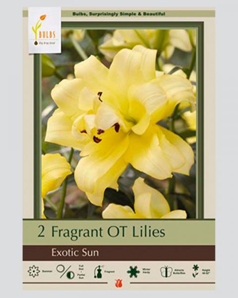 Lily Oriental Pkg Of 2 Trumpet Exotic Sun