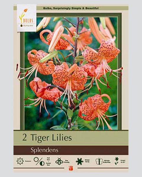 Lily Pkg Of 2 Tiger  Spendens Orange