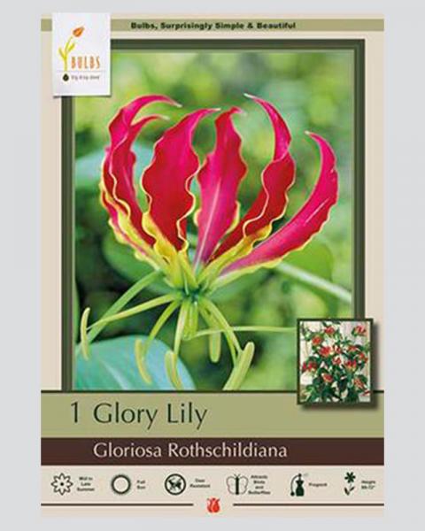 Lily Glory Pkg Of 1