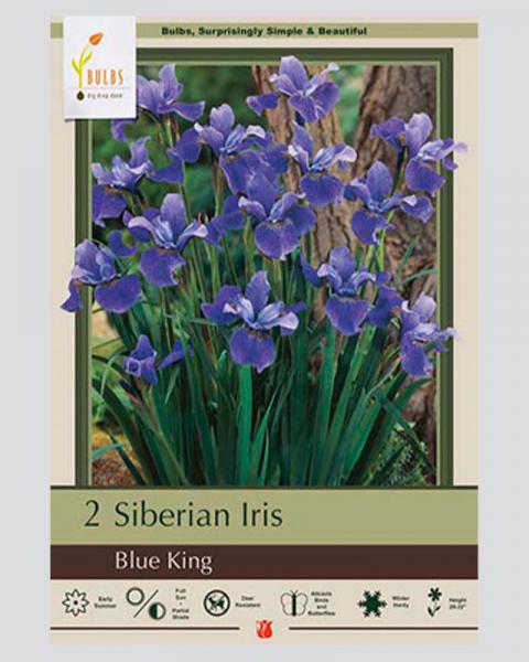 Iris Siberian Pkg Of 2 Blue King