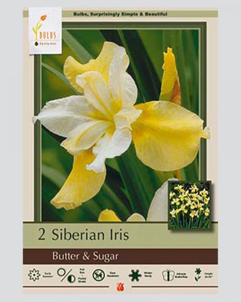Iris Siberian Pkg Of 2 Butter & Sugar