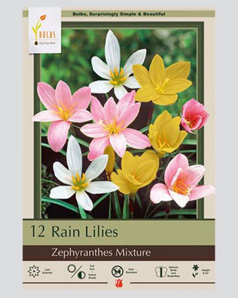 Rain Lily Pkg Of 12 Mixture