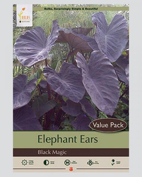 Elephant Ear 7/9" 1 Bulb